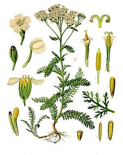 Achillea_millefolium_-_Köhlers_Medizinal-Pflanzen-149.jpg